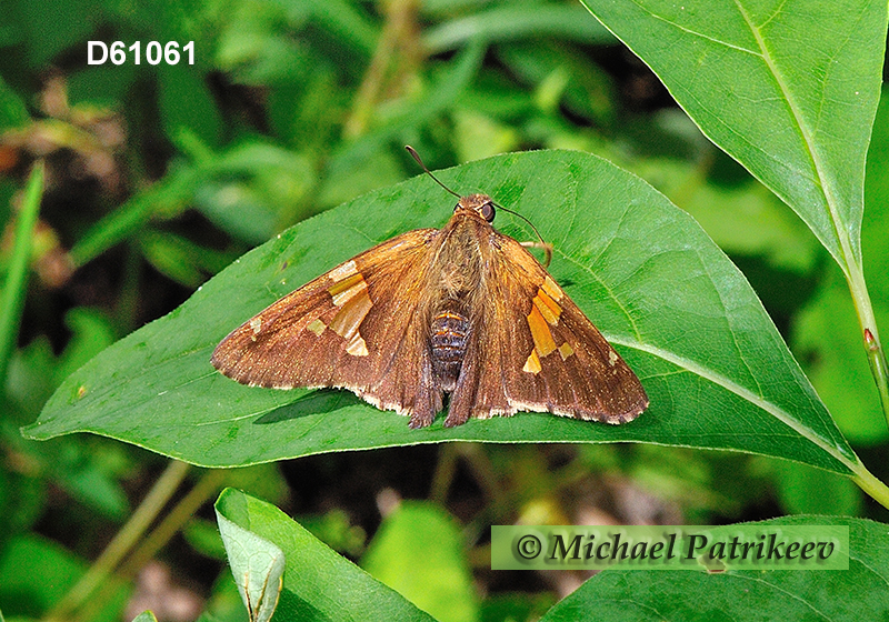 Silver-spotted Skipper (Epargyreus clarus)